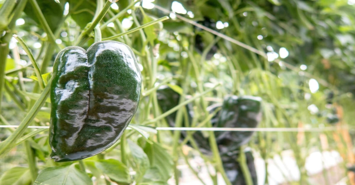 How to Grow Poblano Peppers GIY Plants