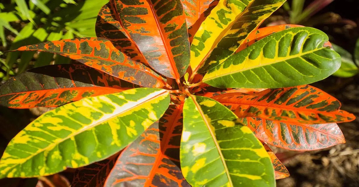 How To Induce Variegation In Plants GIY Plants