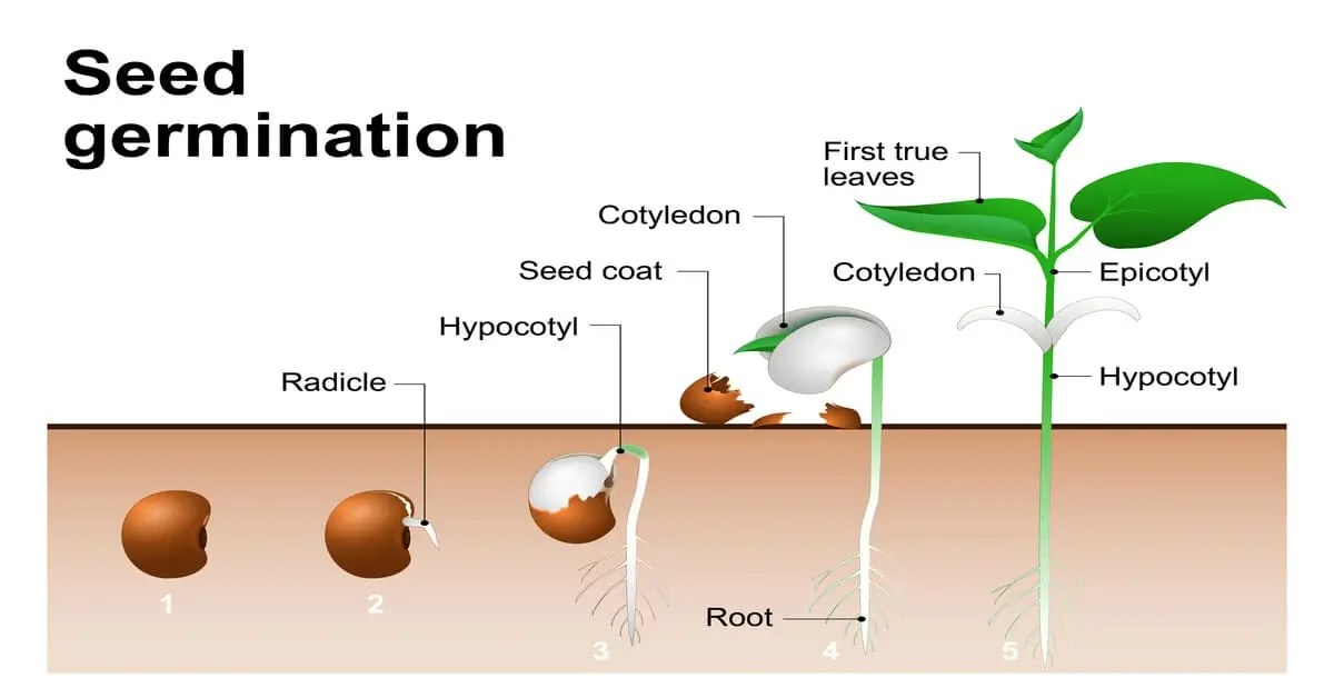 Seed Germination Process Explained GIY Plants