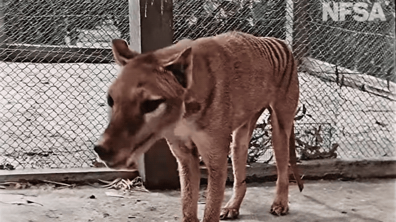 Tasmanian tiger in color.