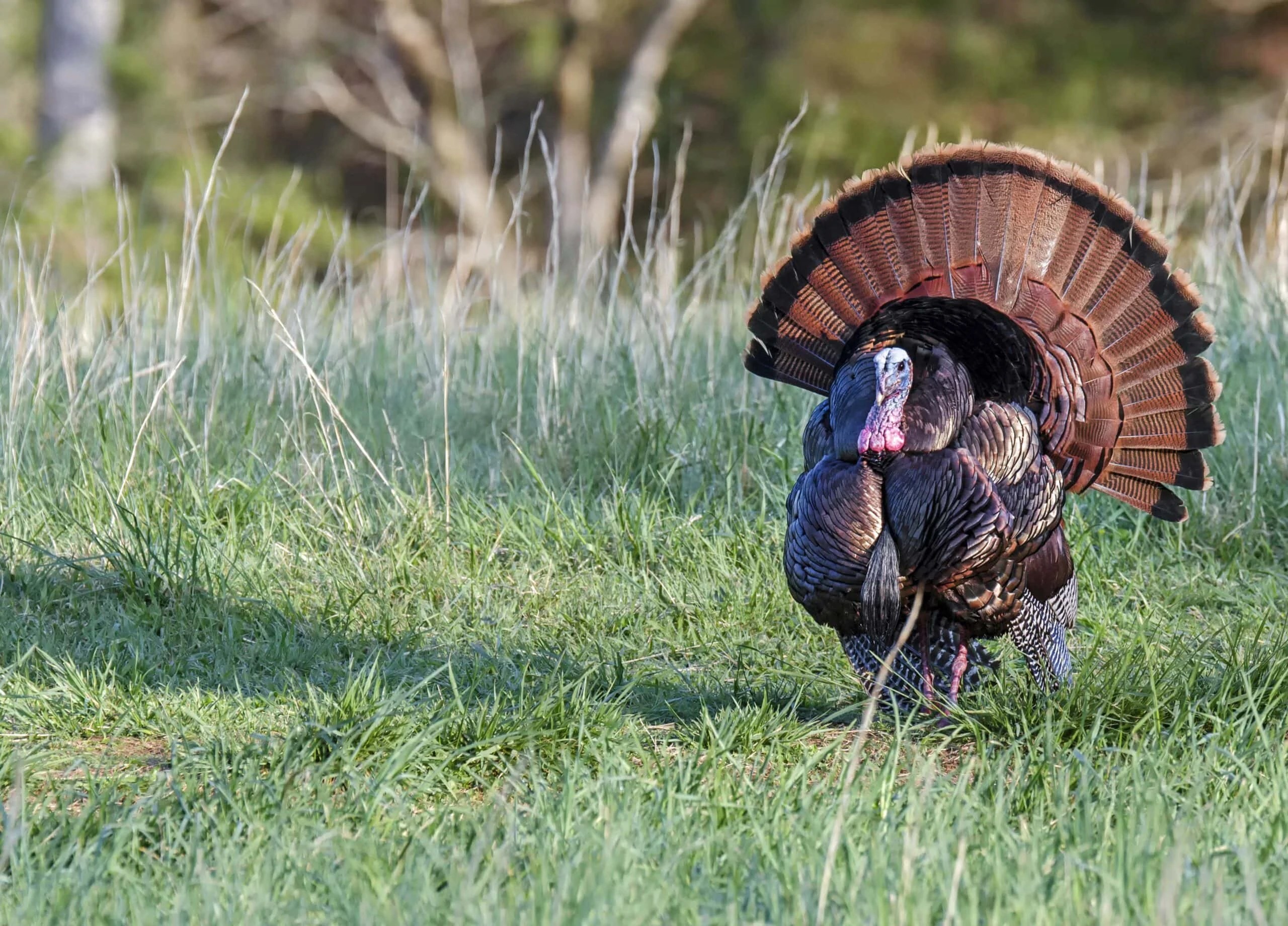 Wild Turkey Haven Mossy Oak Gamekeeper
