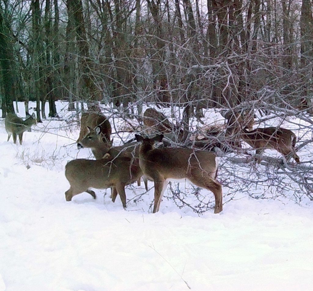 Helping Your Whitetails Through Winter Mossy Oak Gamekeeper