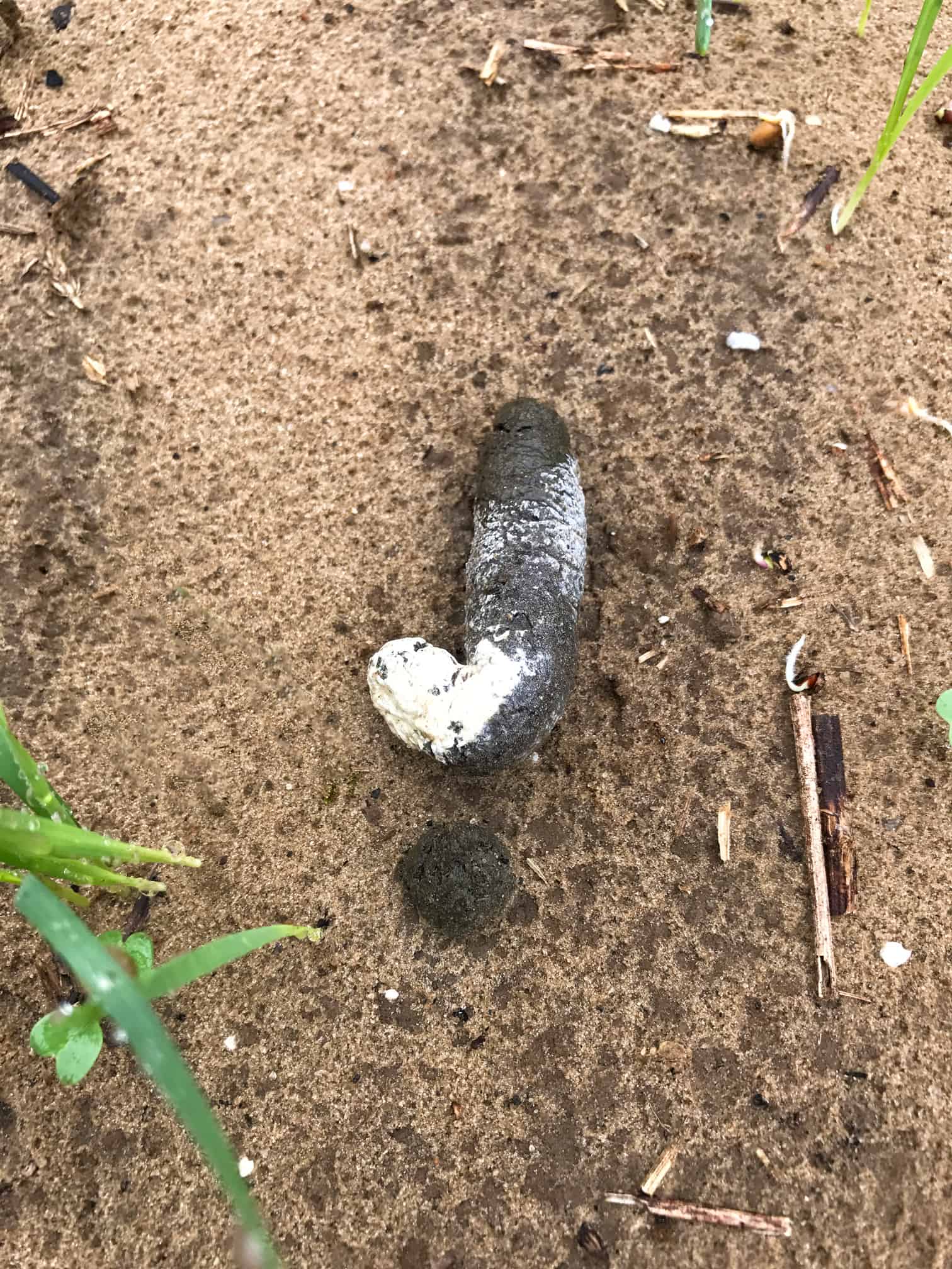 Scouting for Turkeys Mossy Oak Gamekeeper