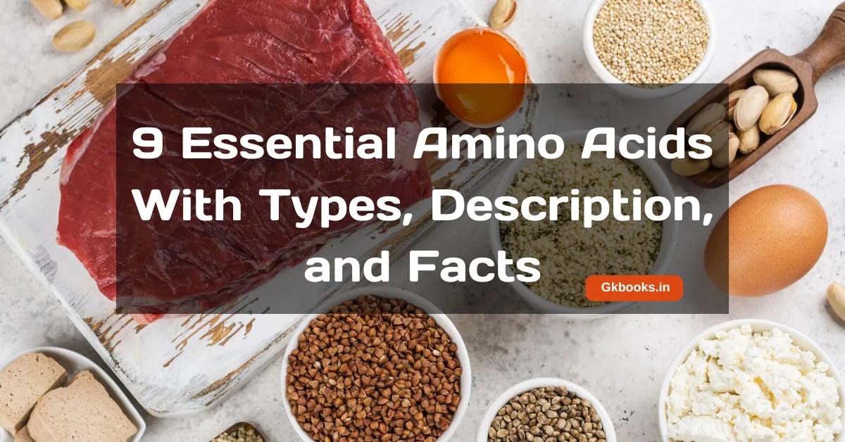 9 Essential Amino Acids With Types, Description, And Facts