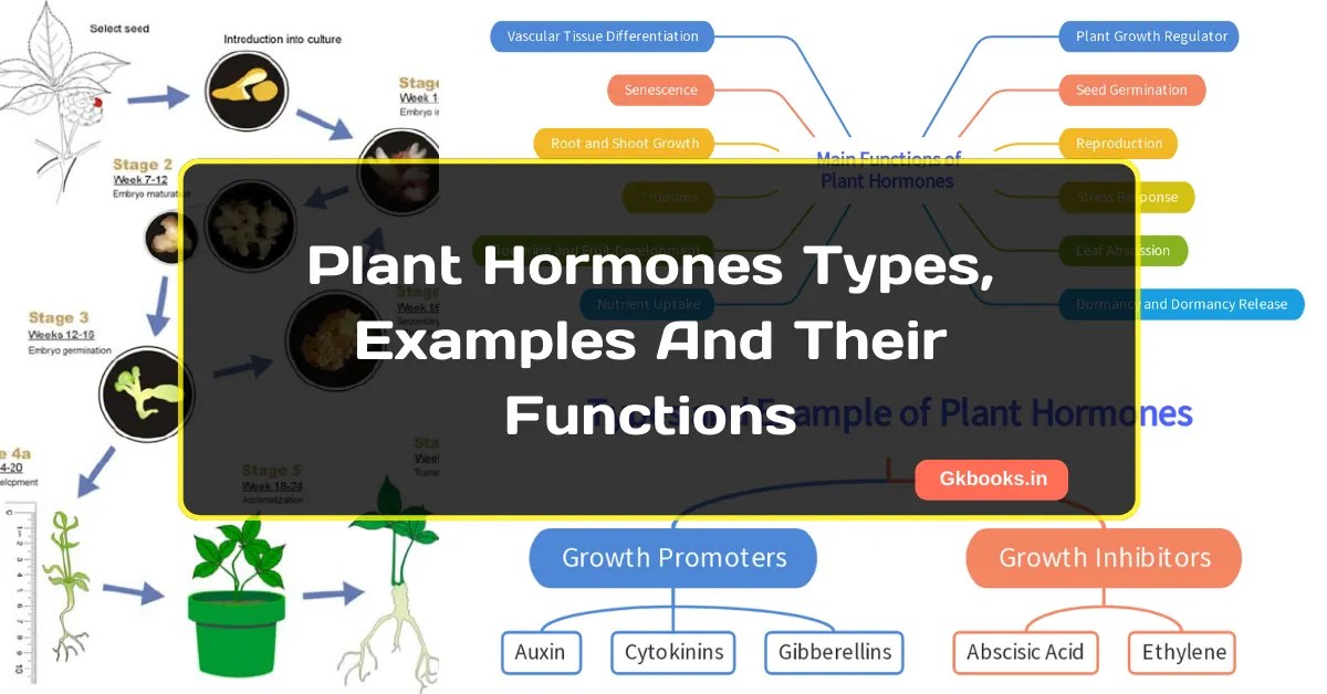 Plant Hormones And Their Functions Detailed Pointwise Notes
