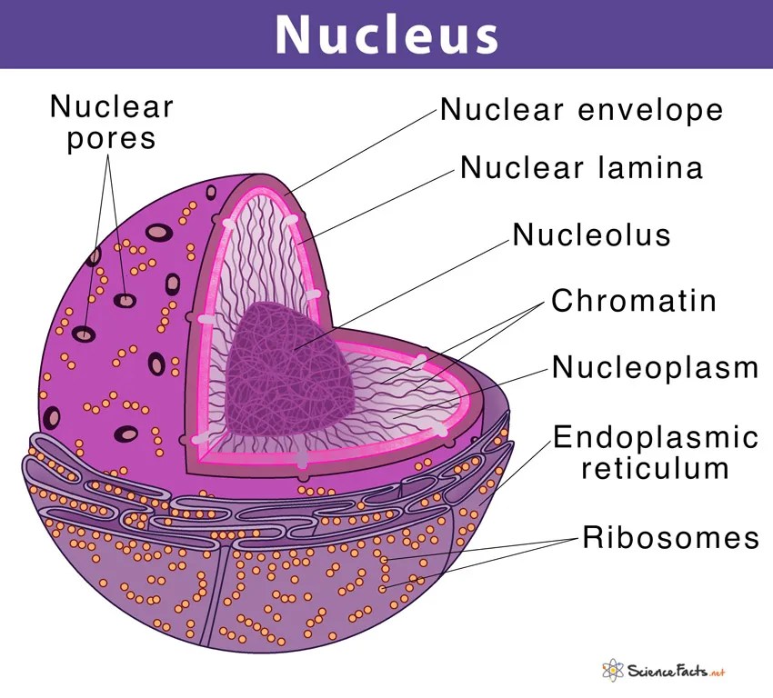 Structure And Function Of Nucleus: General Science Notes