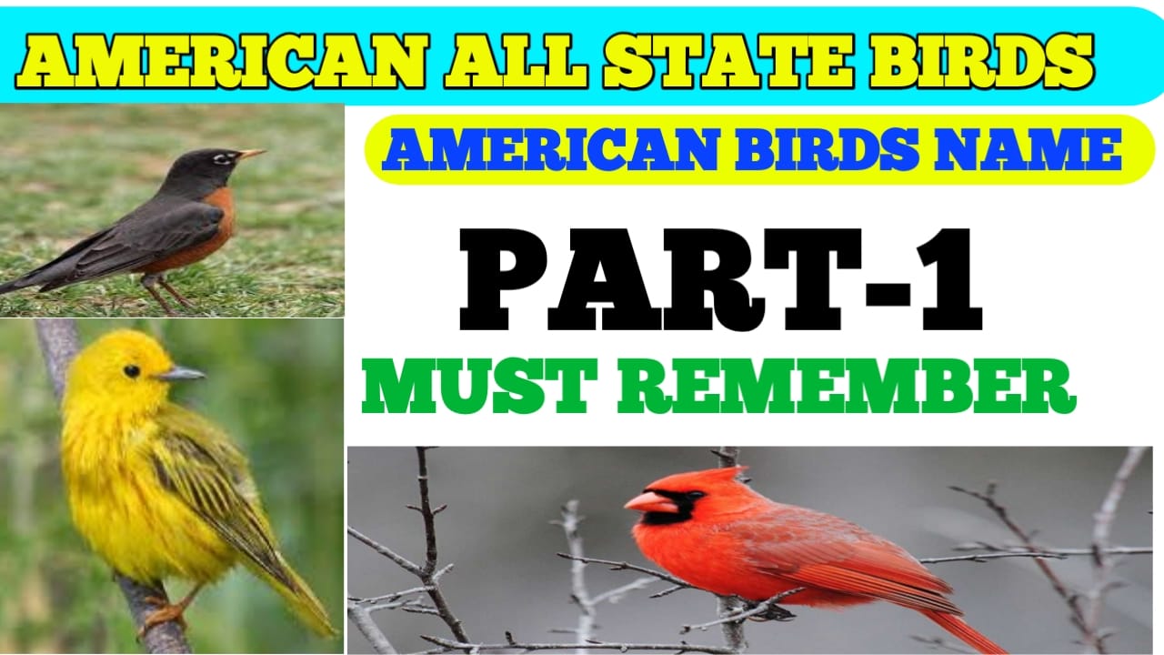 U.S.A. all state birds name American all state birds name U.S.A. birds
