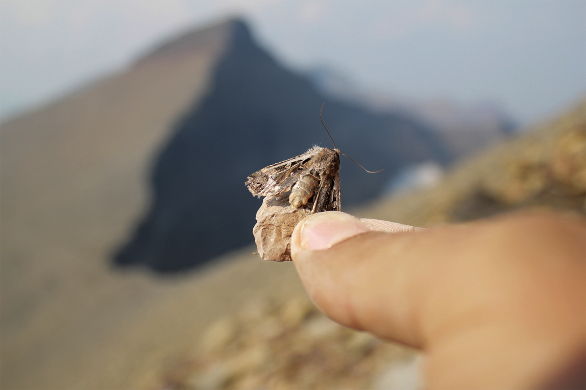 The Incredible Link Between Glacier Grizzlies and Moths Glacier