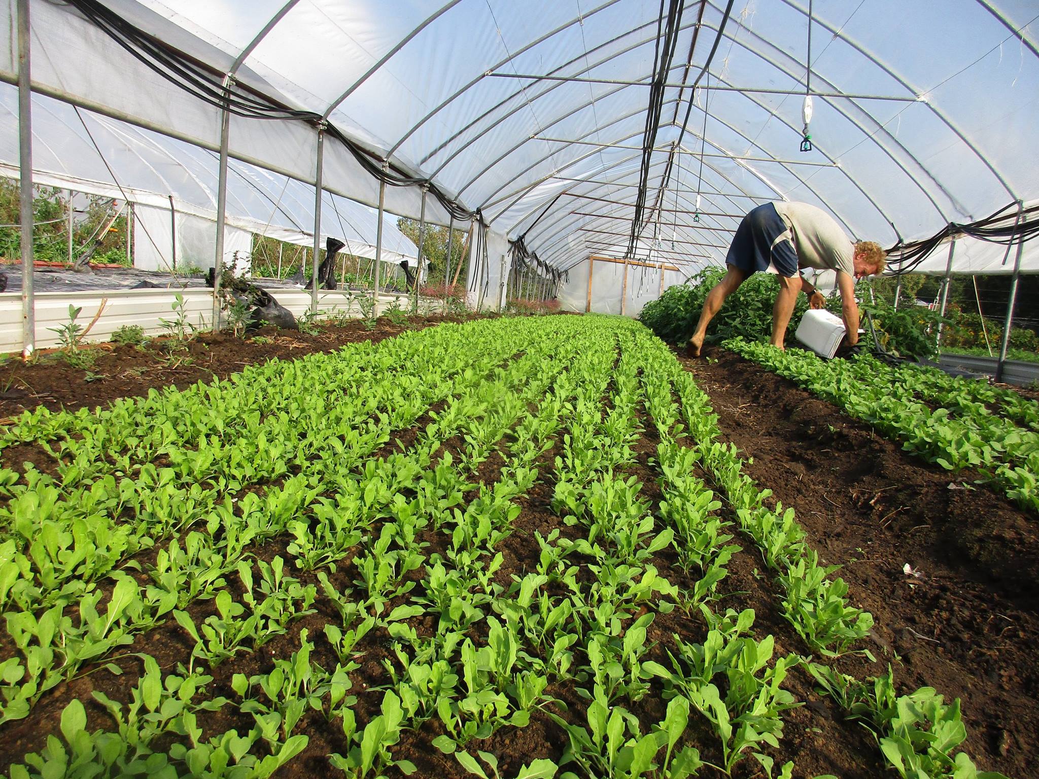 Glade Road Growing Glade Road Growing