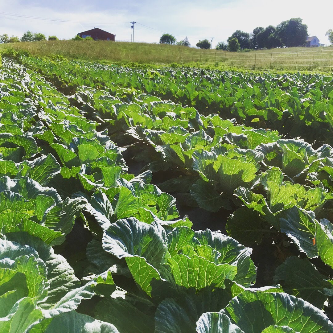 Glade Road Growing Glade Road Growing