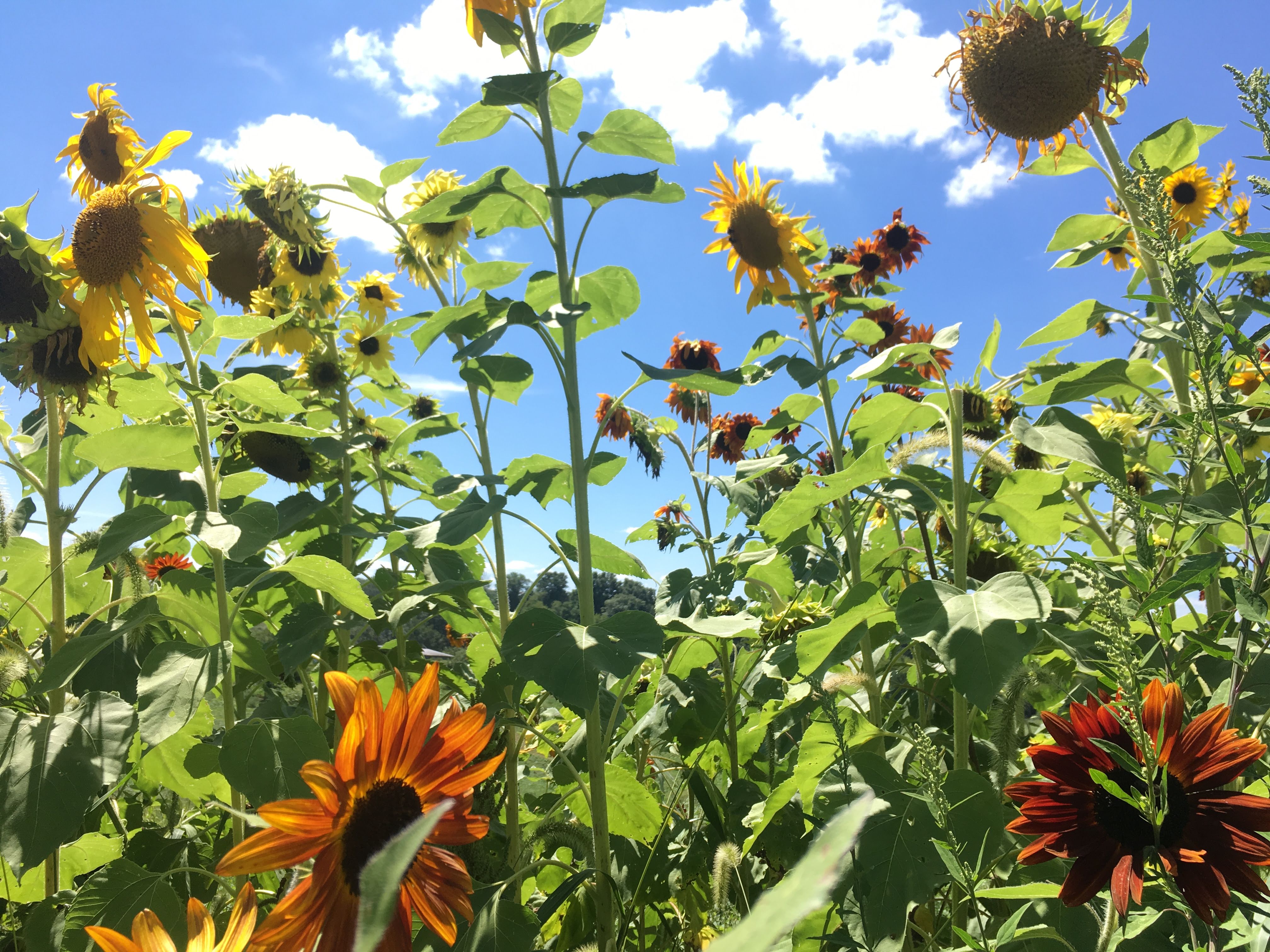 Glade Road Growing Glade Road Growing