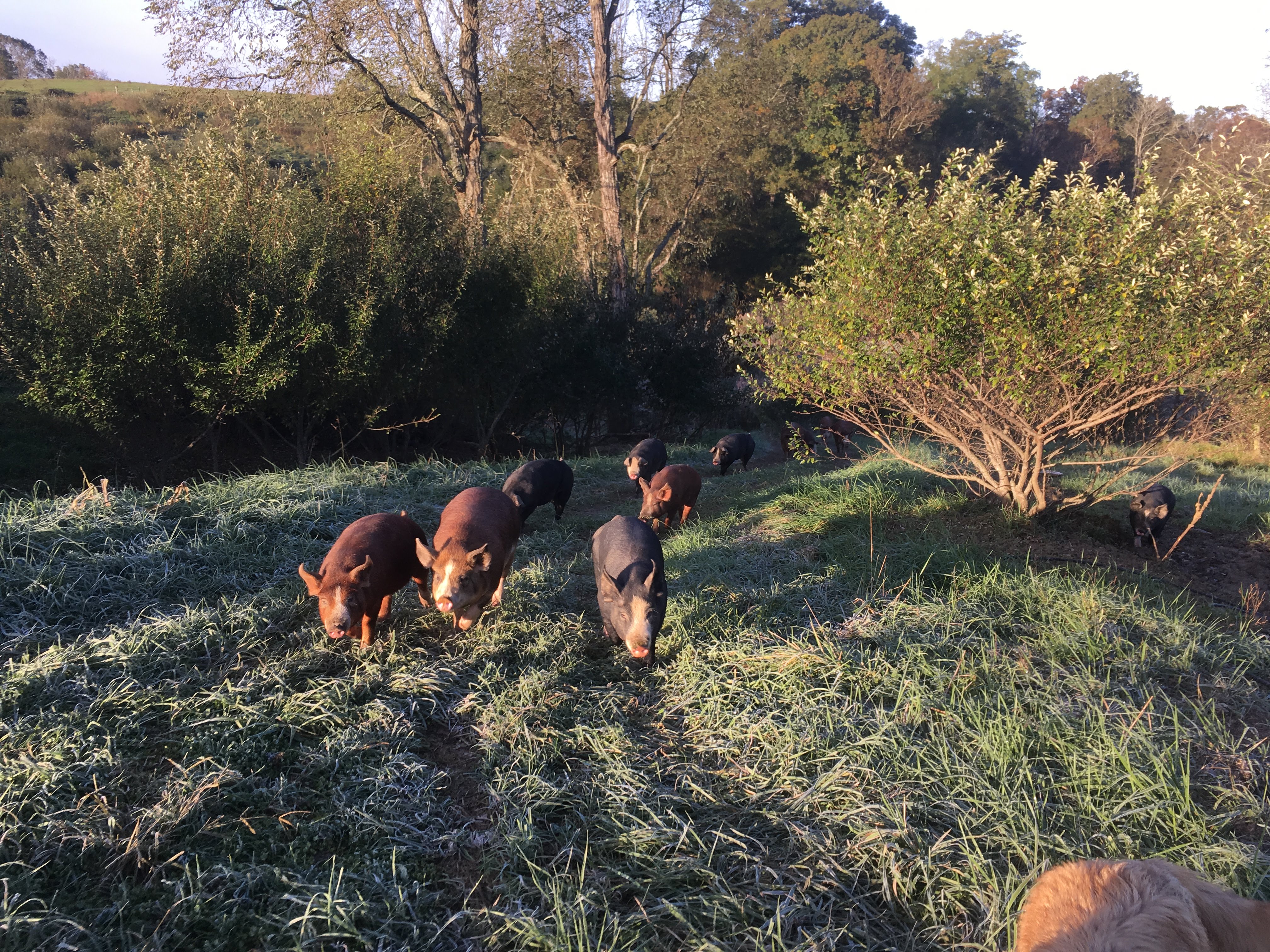 Glade Road Growing Glade Road Growing