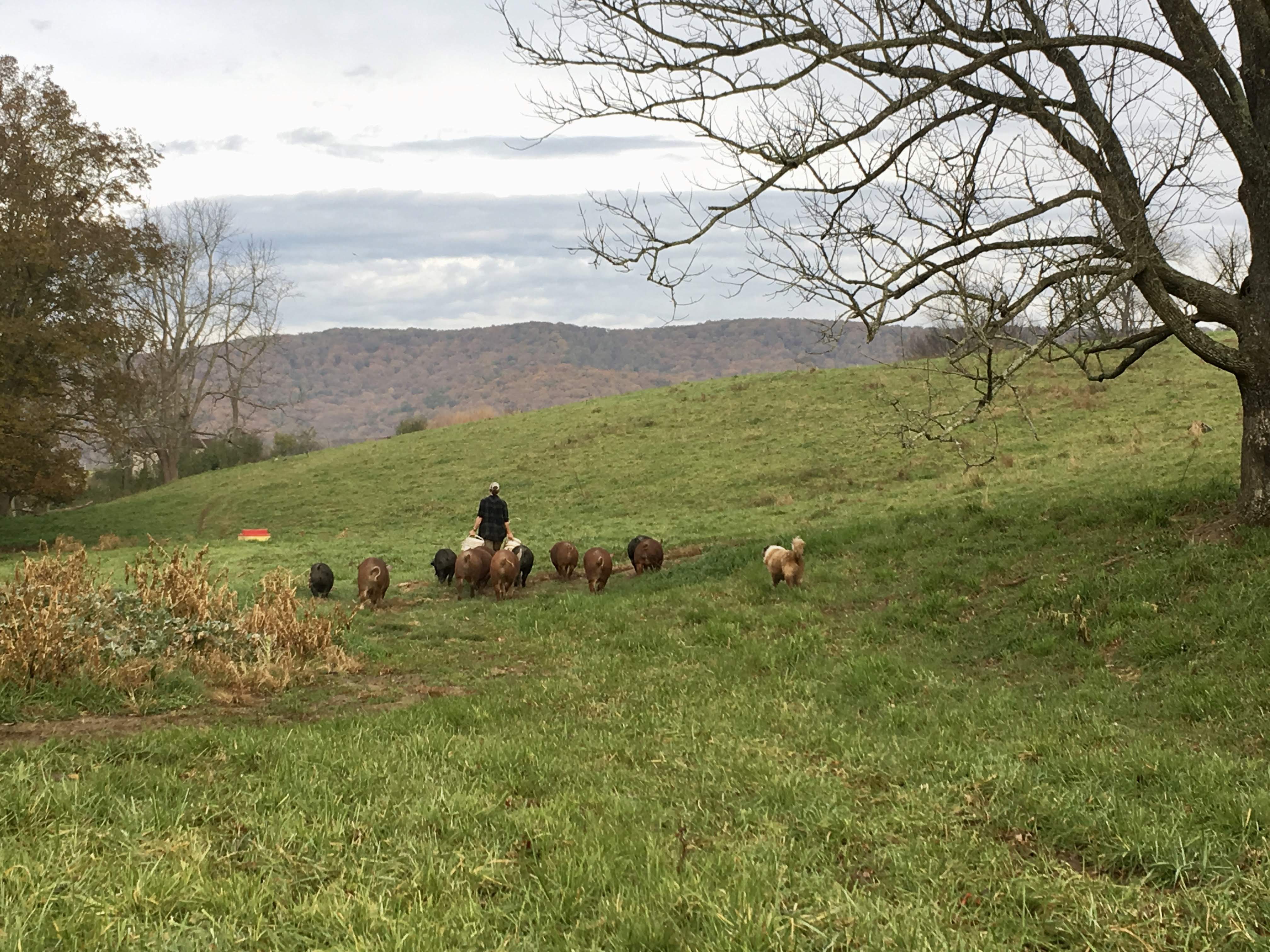 Glade Road Growing Glade Road Growing