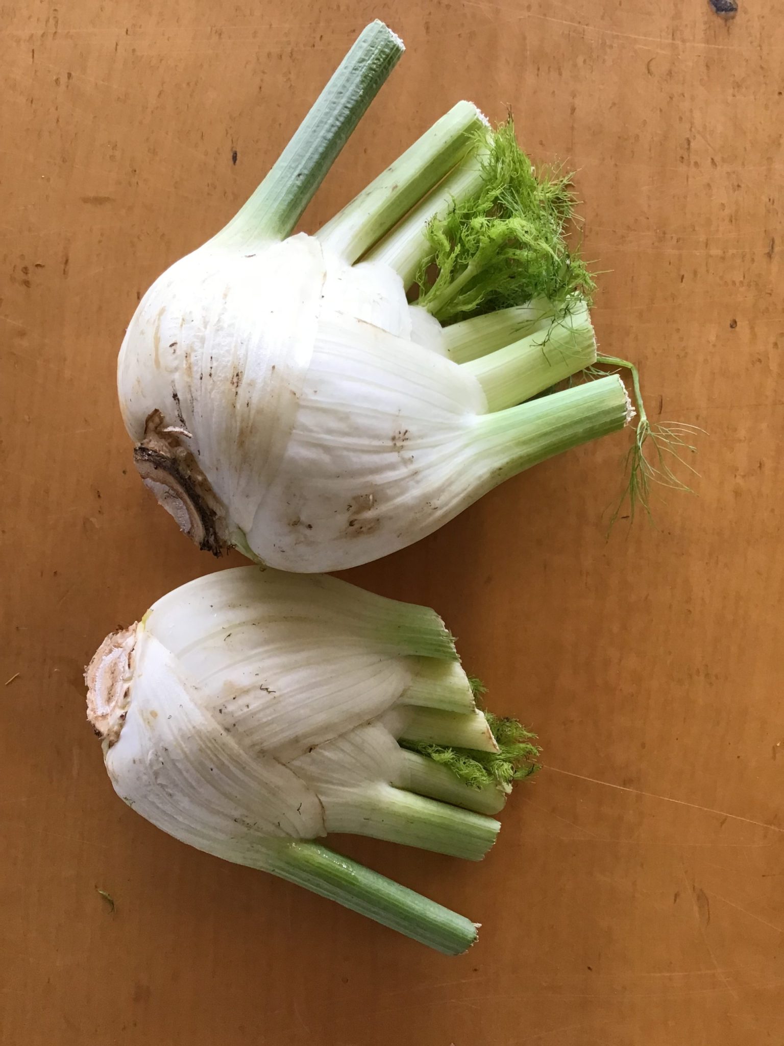 Fennel bulb Glade Road Growing