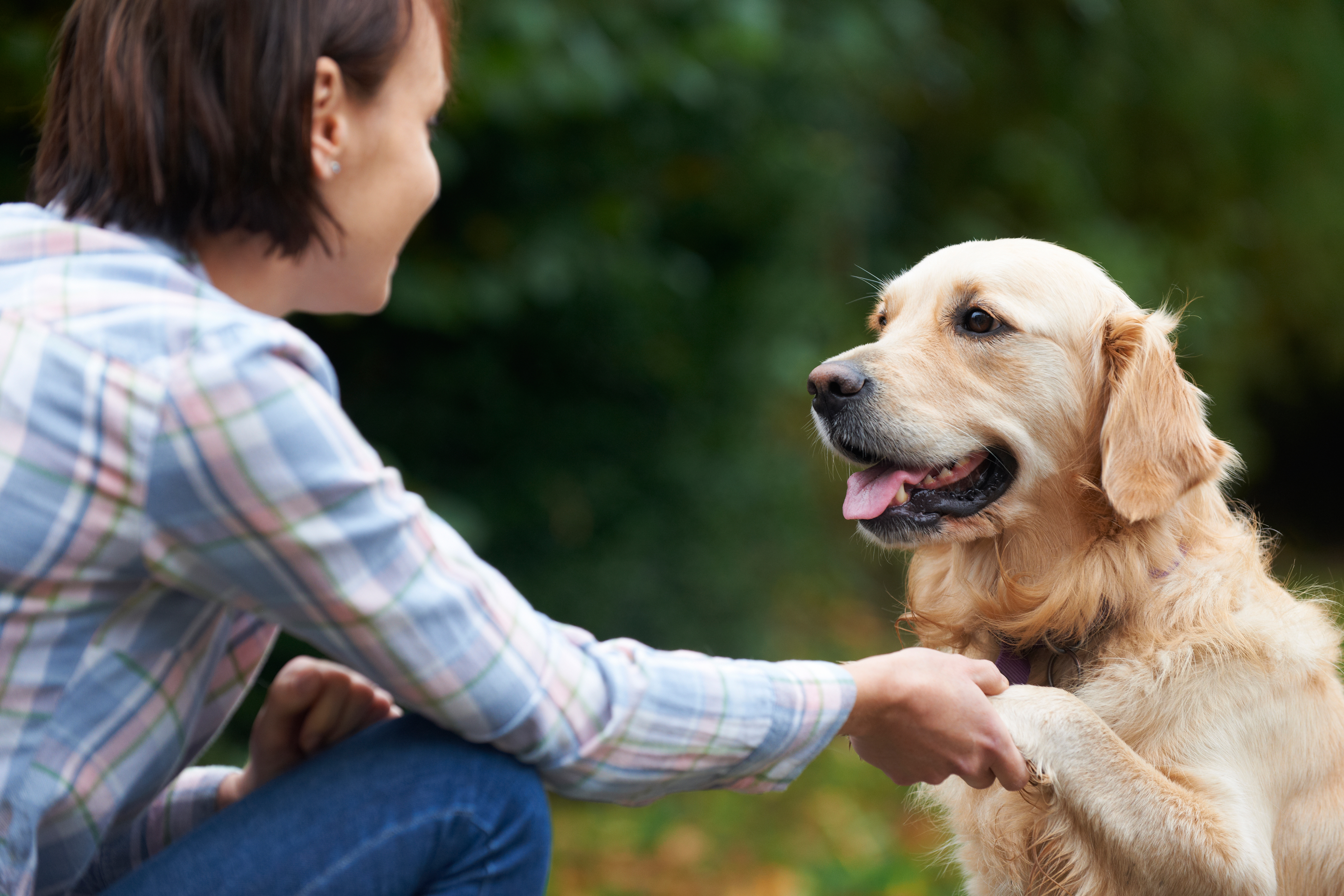 Pet Golden Retriever And Owner Playing Outside Together Gladstone