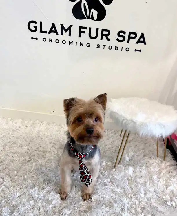 San Fernando Mission Hills Dog Grooming Haircut Bath Brush