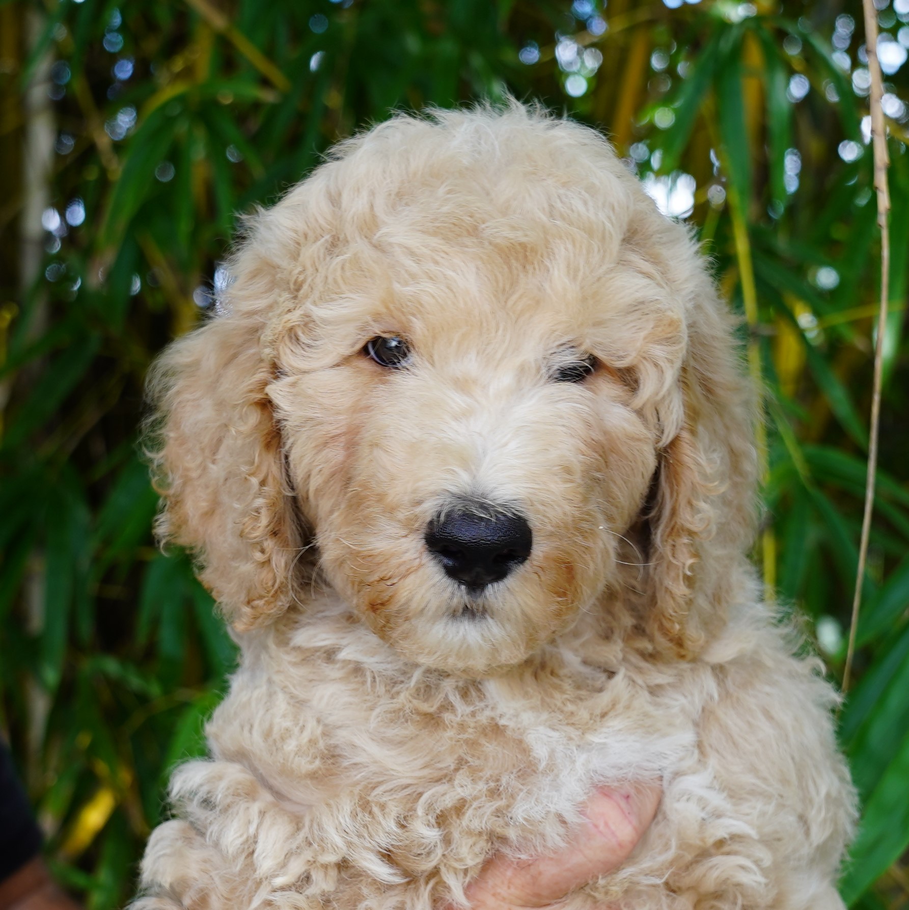 Affordable Goldendoodle Puppies Labradoodle Puppies Miami Glamour