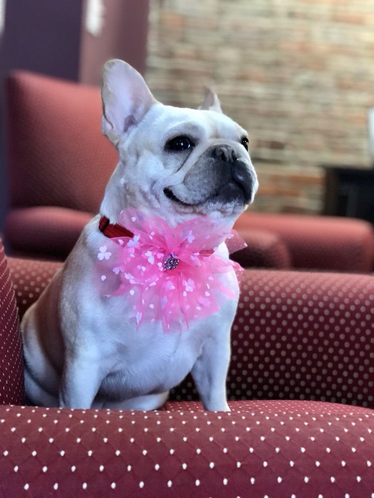 glamourpetsalon Jersey City