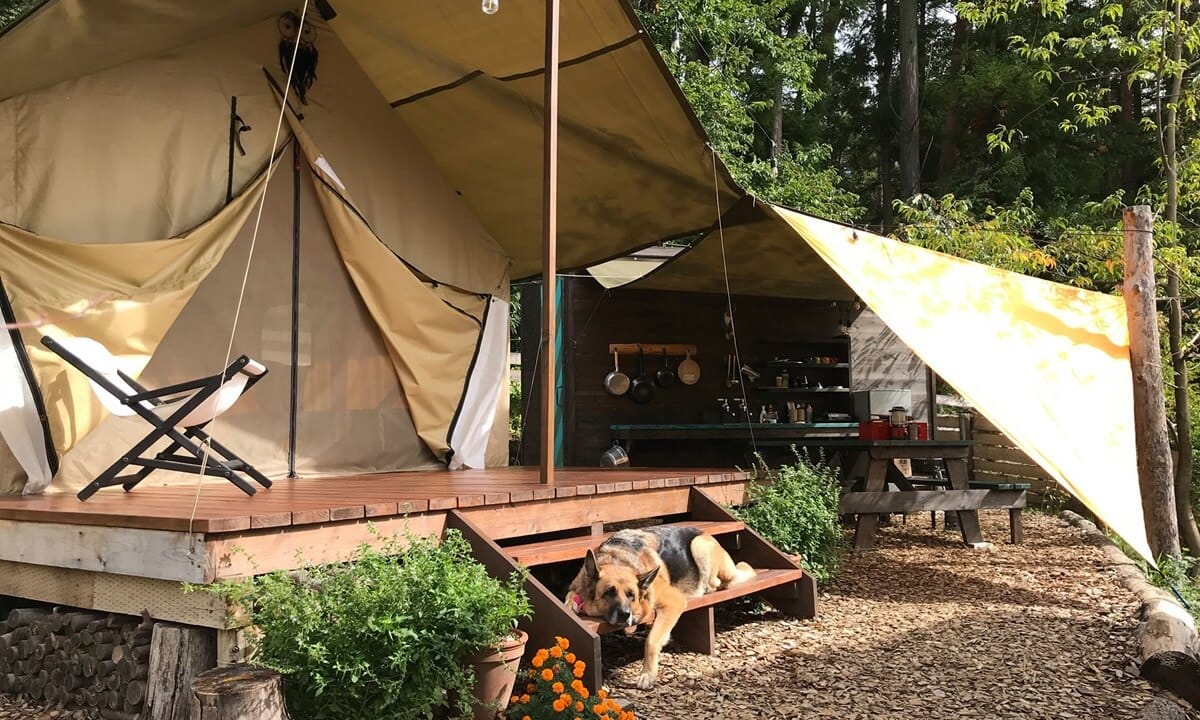 【ペットとグランピング｜Paws Ground｜山梨県】グランピング施設の比較・予約なら GLAMPICKS