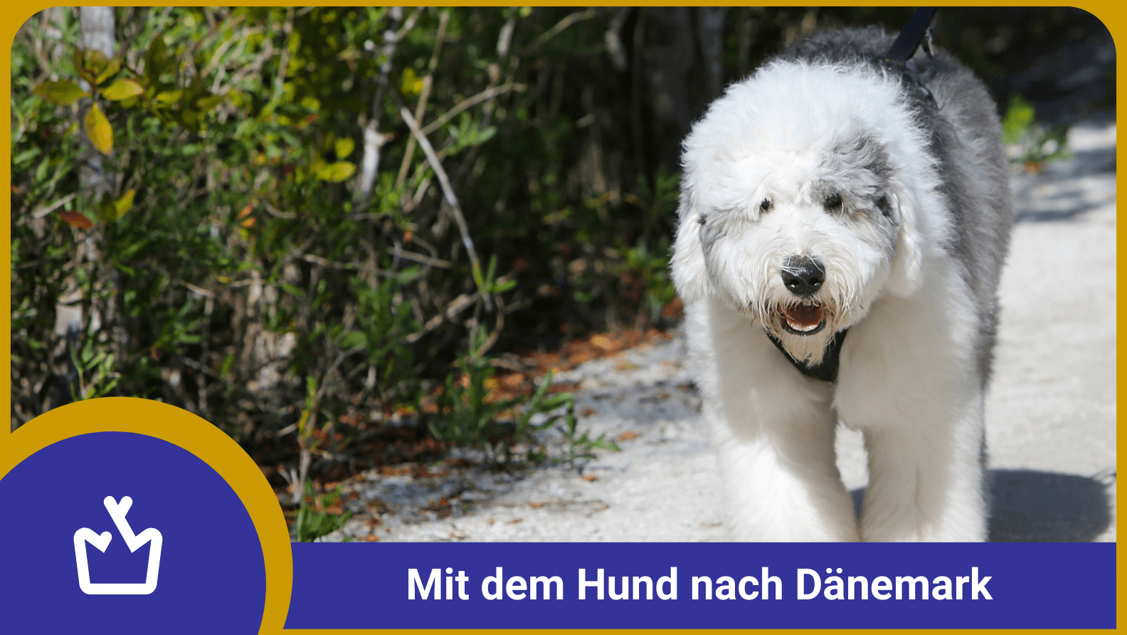 Tipps für den Camping Urlaub mit Hund in Dänemark glamping.info Blog