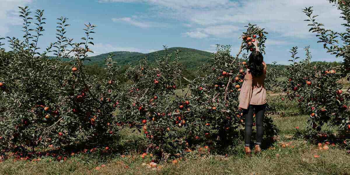 Apple Picking in Upstate New York Fall Getaway Ideas