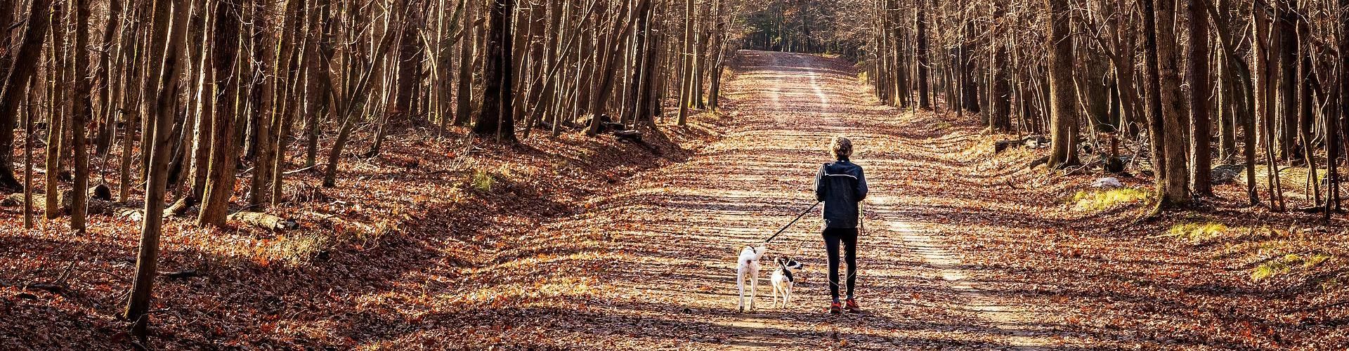 Glamping Gardasee mit Hund Luxus Glamping mit deinem Haustier mit