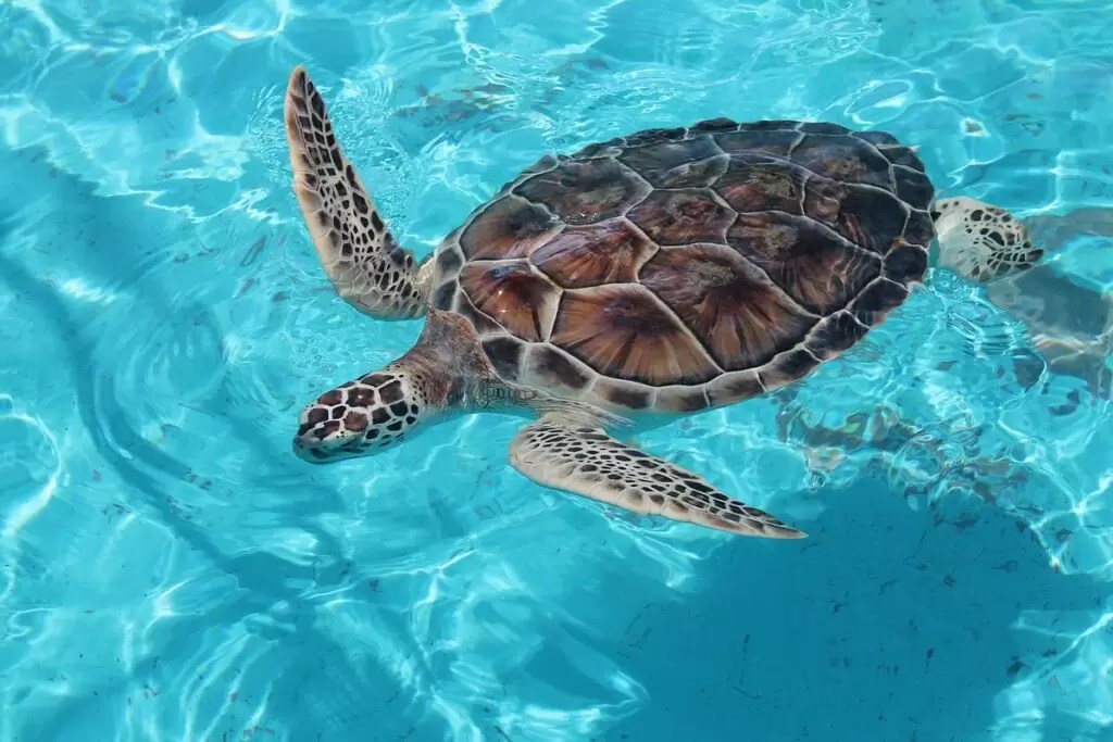 Turtle washedup in Scotland released back into wild Glasgow Standard