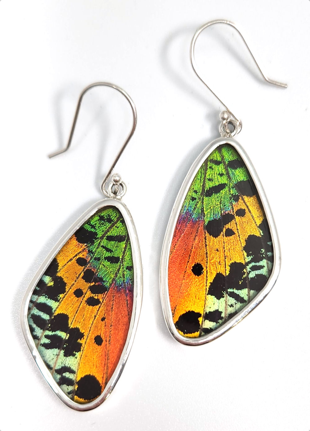 Multicolor Butterfly large wing shaped earrings made with real