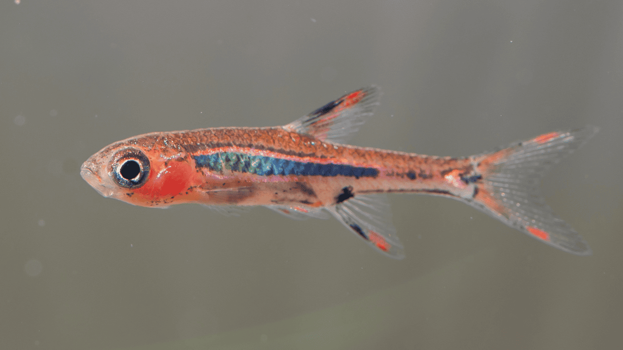 7 Popular Chili Rasbora Foods Tried, Tested, And Reviewed! Glass Box