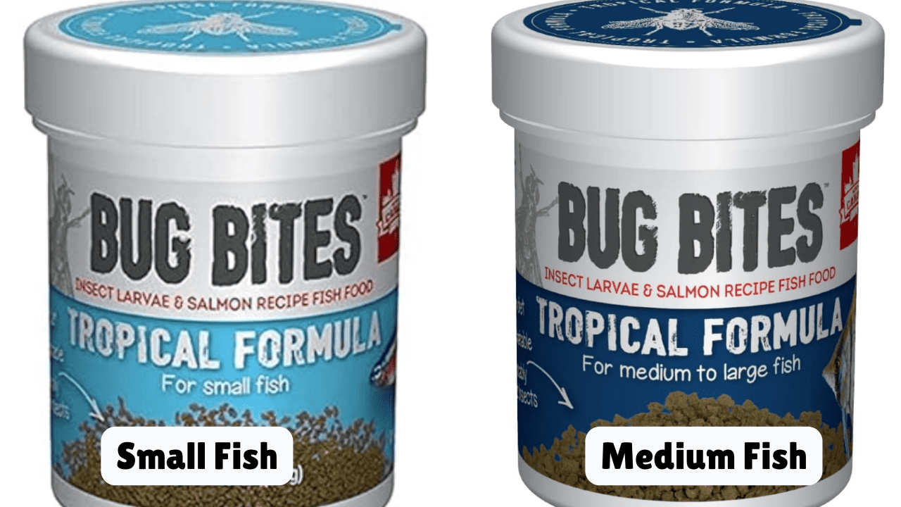 7 Popular Chili Rasbora Foods Tried, Tested, And Reviewed! Glass Box