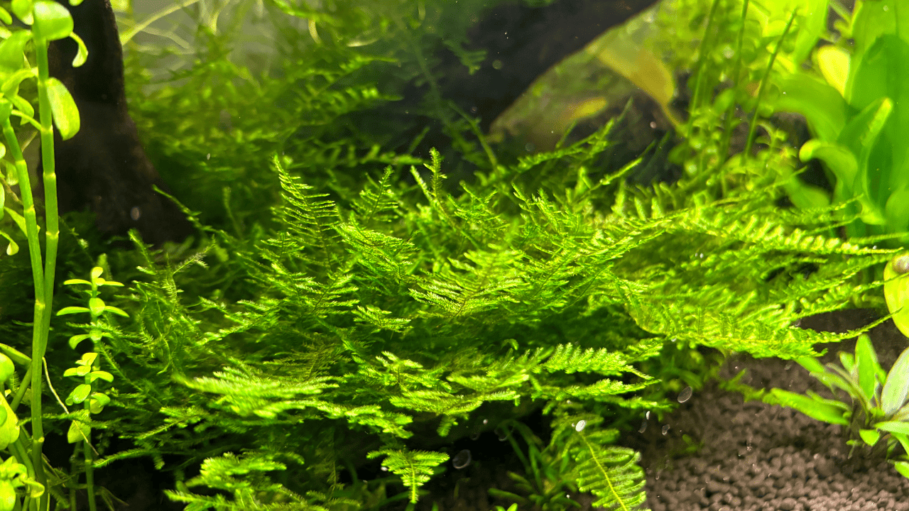 13 Excellent Plants For Guppy Tanks! (With Pictures) Glass Box Diaries