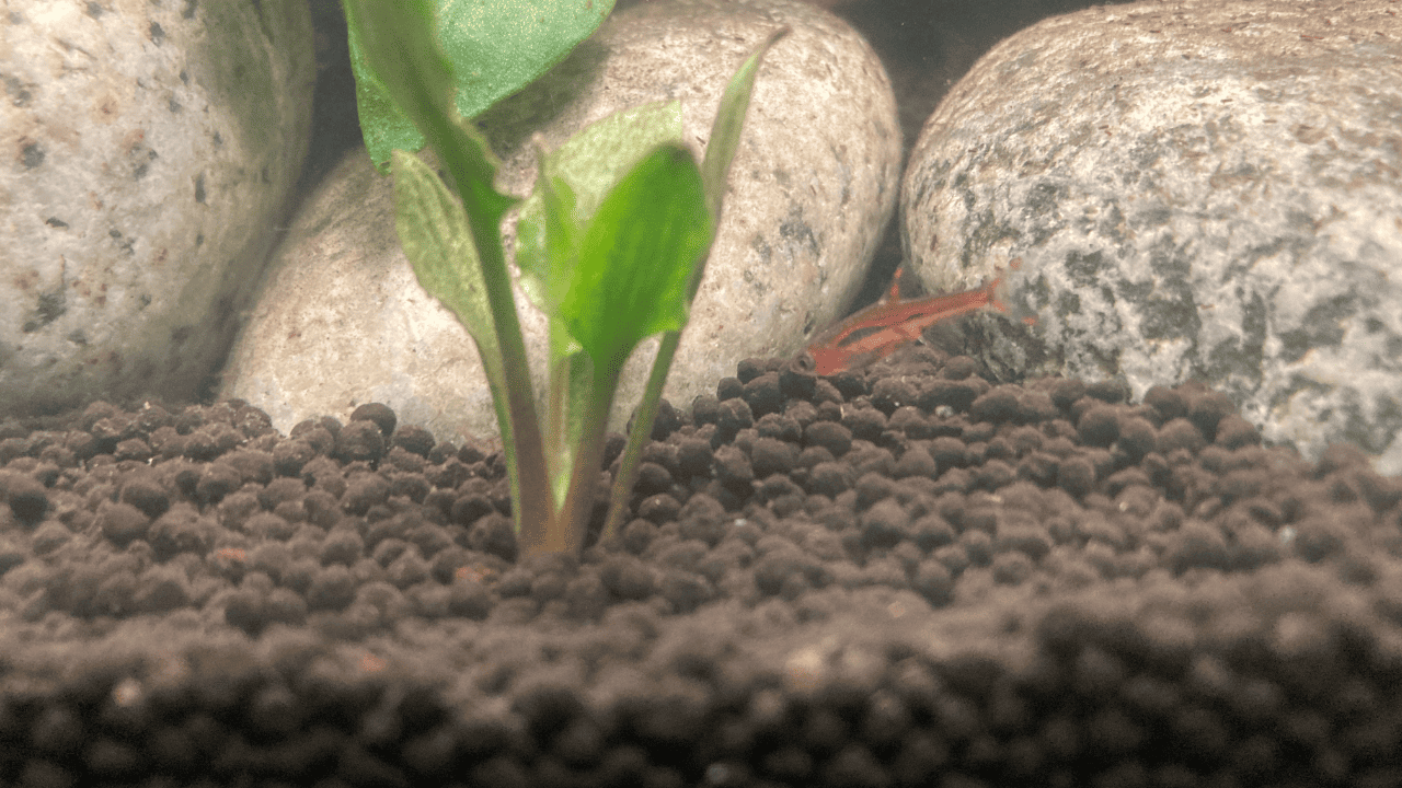 7 Popular Chili Rasbora Foods Tried, Tested, And Reviewed! Glass Box