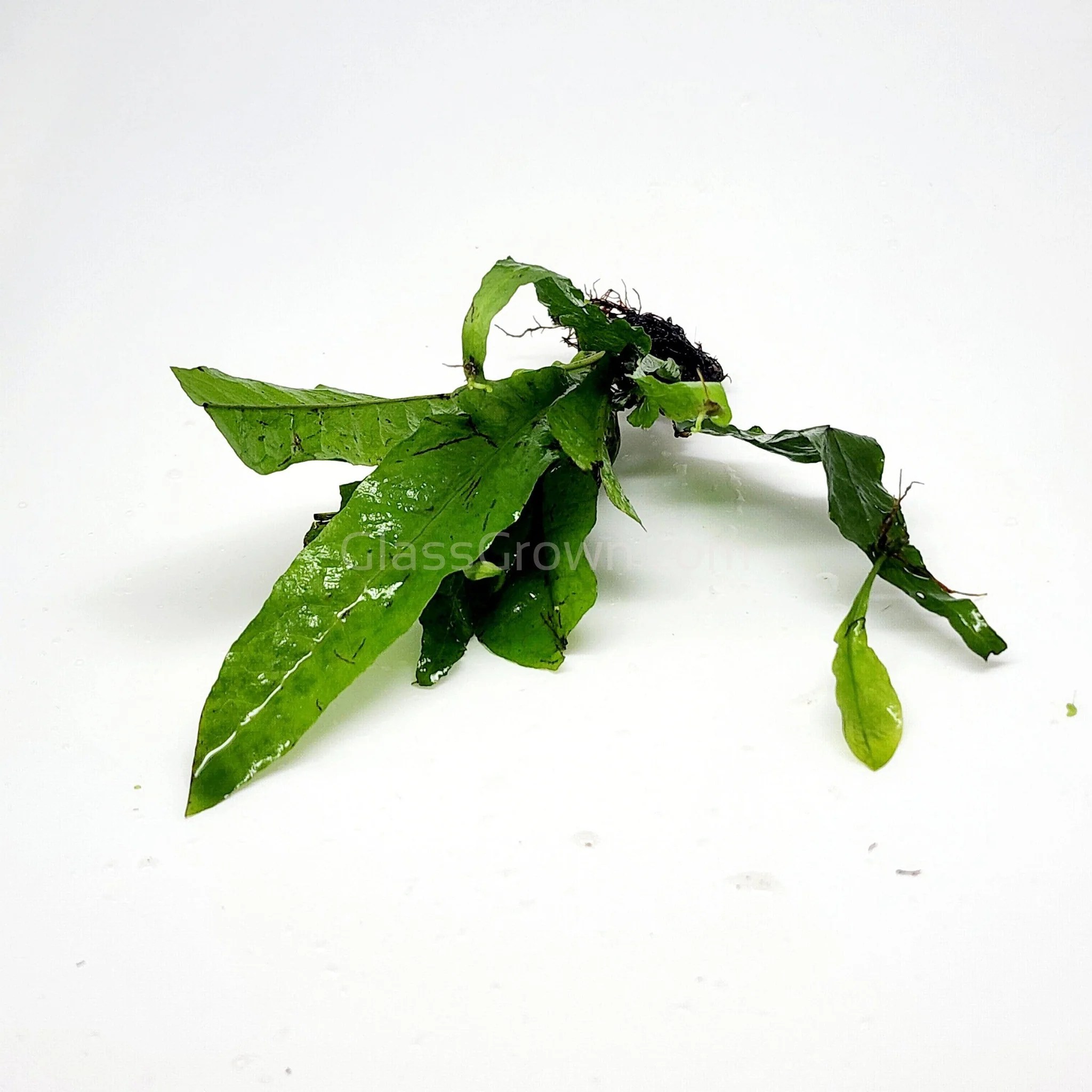 1 CENT SAMPLE Java Fern Sample Glass Grown Aquatics
