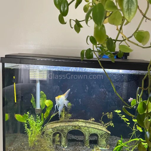 1 CENT SAMPLE Java Fern Sample Glass Grown Aquatics