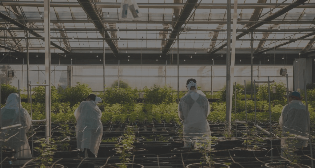 Quarterly & Annual Results Glass House Brands