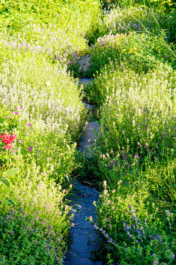 How to Grow Creeping Thyme Successfully from Seed