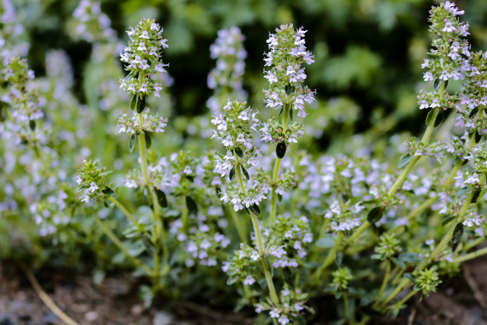 One grower suggested shearing the plant down to half an inch and after it flowers, trimming it lightly back to get rid of spent blooms and maintain a neat appearance. How To Grow Creeping Thyme Successfully From Seed