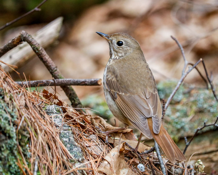 Encountering a Hermit Thrush in the Woods