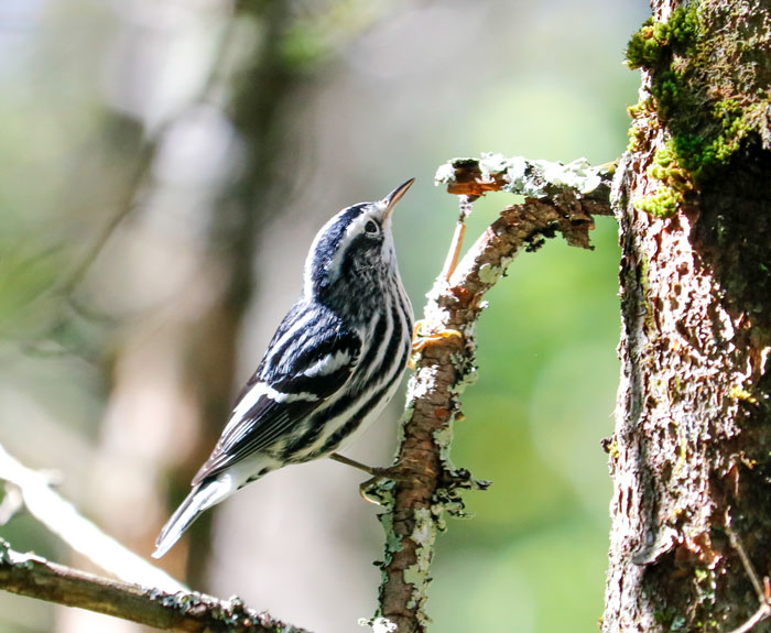 The Distinctive Blackandwhite Warbler