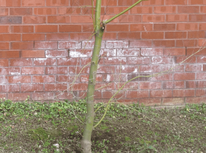 Brick efflorescence removal and prevention tips – Prosoco