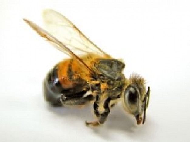 Bees Glebe Pest Control