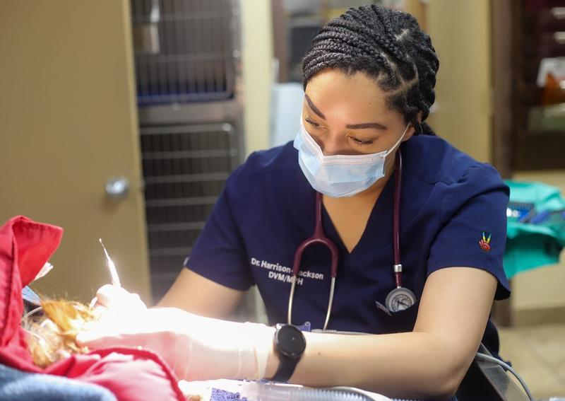 Glen Burnie Animal Hospital Glen Burnie Veterinarians