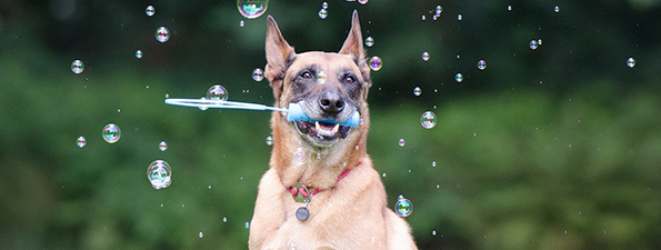 Our Veterinarians in New Smyrna Beach are accepting new patients
