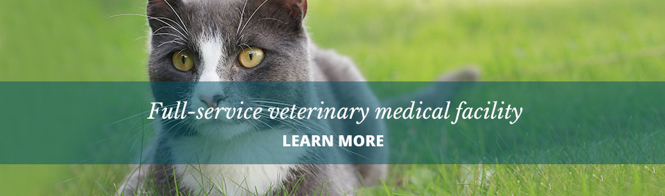 Veterinarians New Smyrna Beach, Fl Glencoe Veterinary Hospital