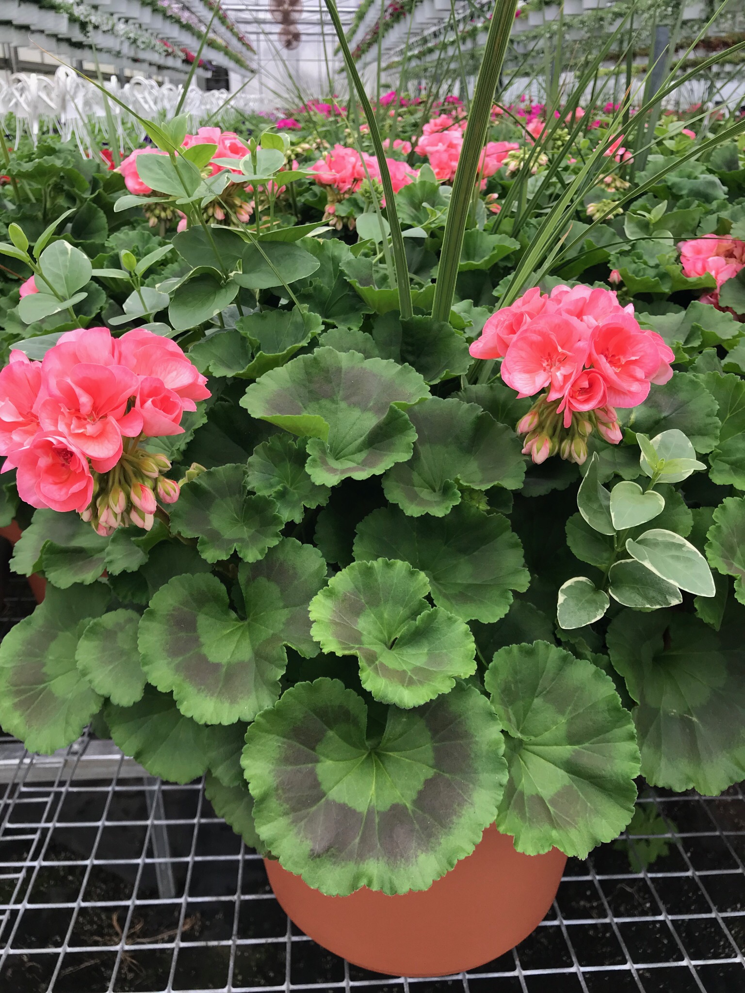 Potted Plants Glendale Farms