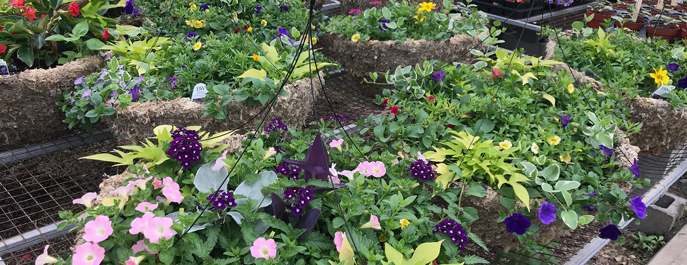 Home Page Glendale Farms