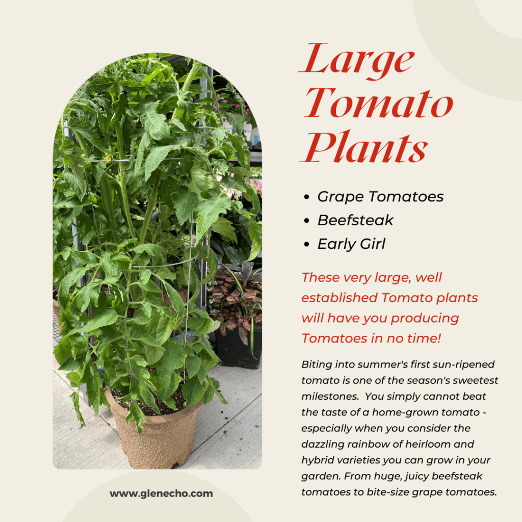 Add colour to your garden with Annuals & Perennials or Plant an Edible