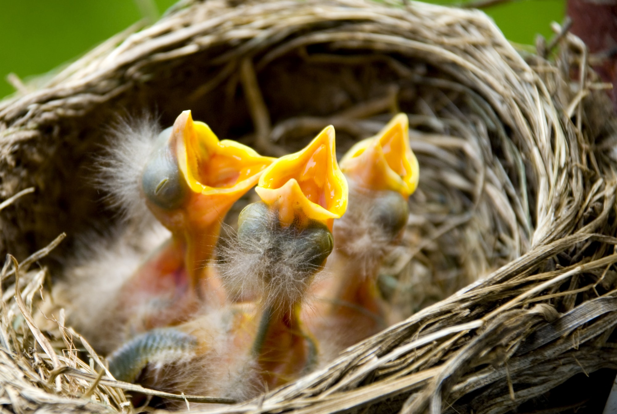 How Often Do Robins Feed Their Babies at Sergio Hernandez blog