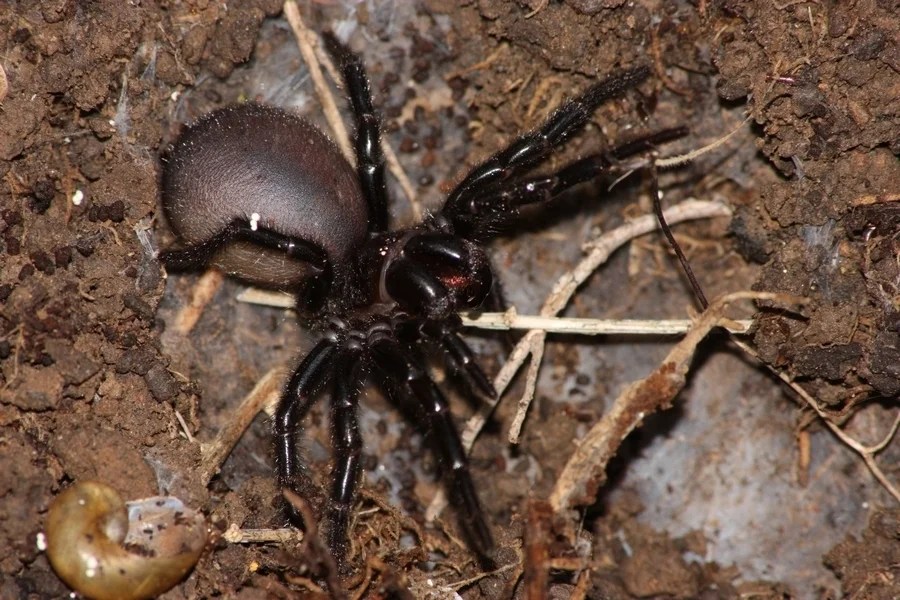 Funnel  Spider (Atracidae) Glenlivet Wildlife