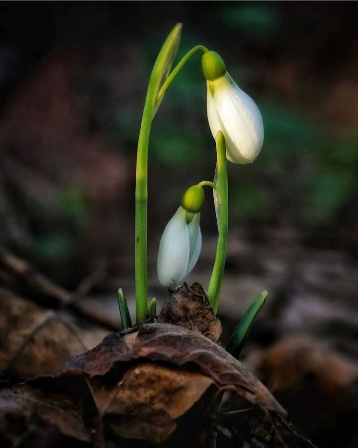 rebirth in spring Glenmore Yoga
